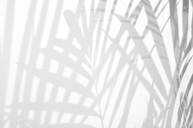 Ombres de branches de feuilles de palmier sur mur blanc