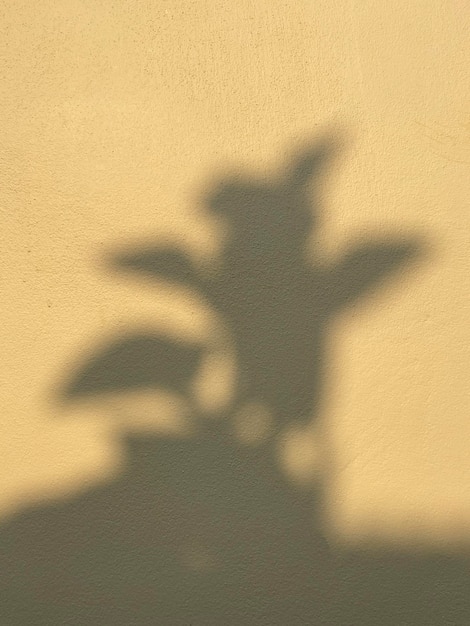 Ombres de feuilles naturelles sur un mur de couleur crème à la maison au lever du soleil