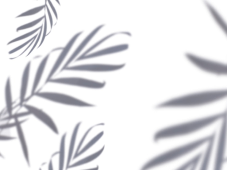 Photo ombres de feuilles de palmier tropical