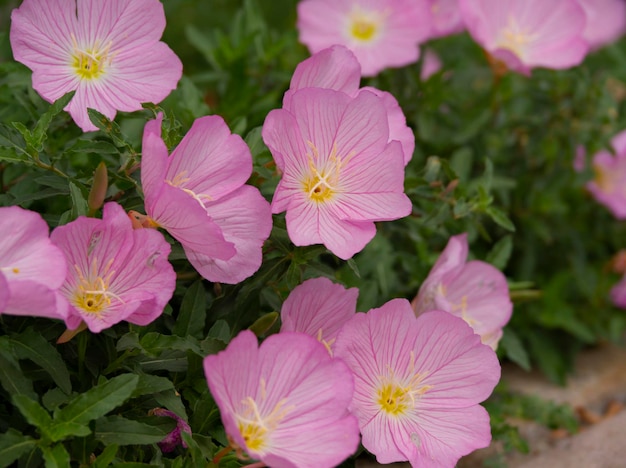 L'onagre Oenothera rosea fleur de jardin rose