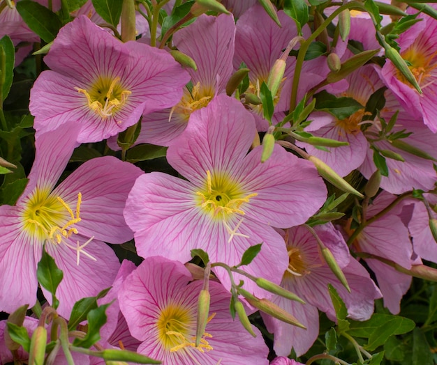 L'onagre Oenothera rosea fleur de jardin rose