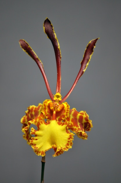 Photo oncidium orchidée