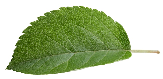 One Leaf Apple Clipping Path Feuilles de pomme isolées sur fond blanc