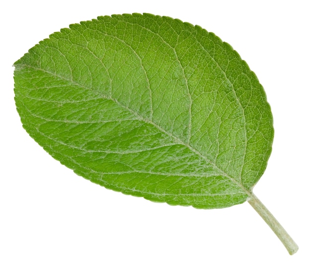 One Leaf Apple Clipping Path Feuilles de pomme isolées sur fond blanc