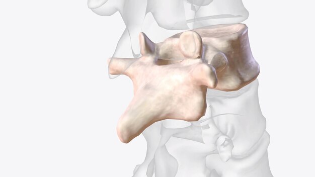 Photo la onzième vertèbre thoracique t11 est située près du bas de la colonne vertébrale thoraciche.