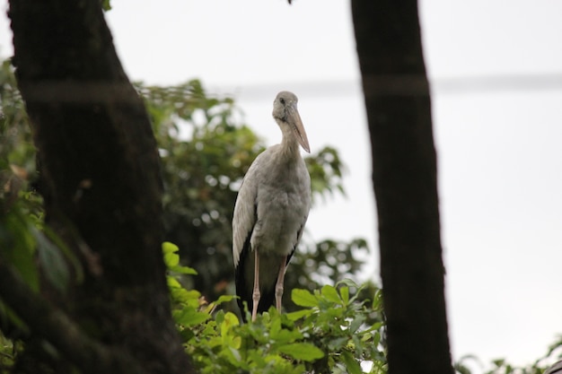 Photo openbill asiatique