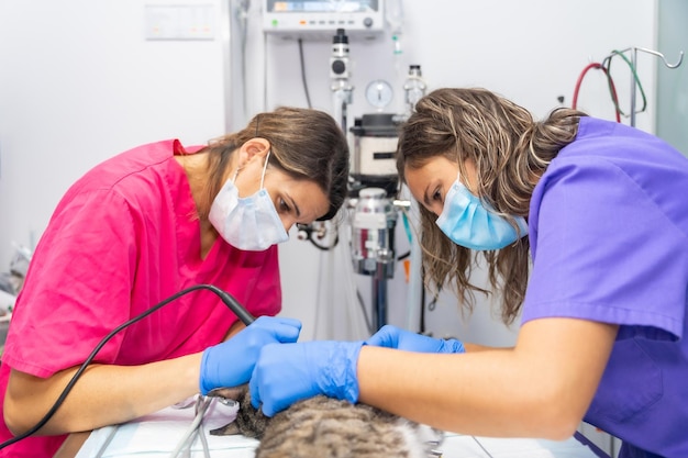 Opération clinique vétérinaire sur un chat vétérinaires vétérinaires en uniforme dans la bouche opération