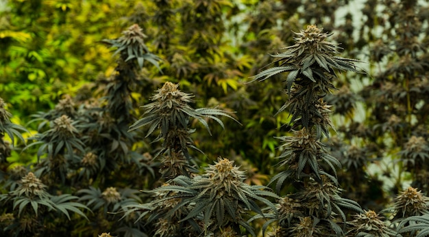 Opération de culture d'arbre de cannabisConcept d'huile de CBD à base de plantes médicinales