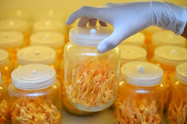 Ophiocordyceps sinensis, Cordyceps militaris dans des bouteilles en verre dans une salle de contrôle de la lumière et de la température. Médecine chinoise.