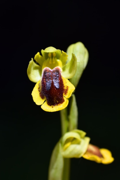 Ophrys lutea fleur communément appelée beeorchid jaune