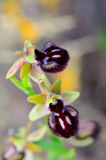 Ophrys sphegodes est une espèce d'orchidées araignées