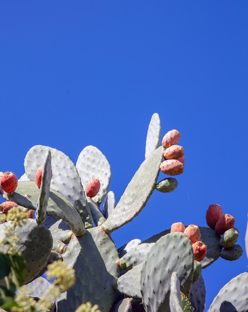 Oponce de l'est avec des fruits mûrs orange sur fond de ciel bleu Opuntia Cyclades Grèce Vertical