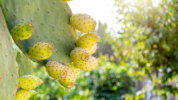 Oponce de l'est se bouchent avec des fruits de couleur jaune