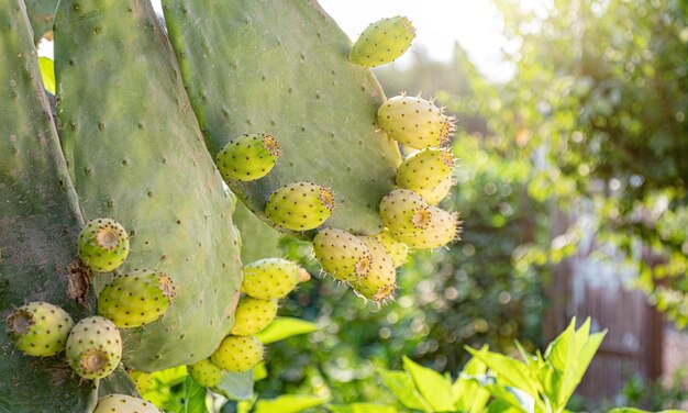 Oponce de l'est se bouchent avec des fruits de couleur jaune