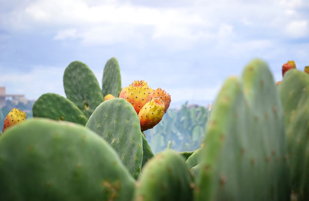 Opuntia ficus ou cactus à figue de barbarie avec fruit