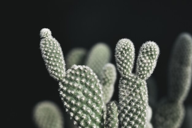 Photo opuntia microdasys cactus en pot