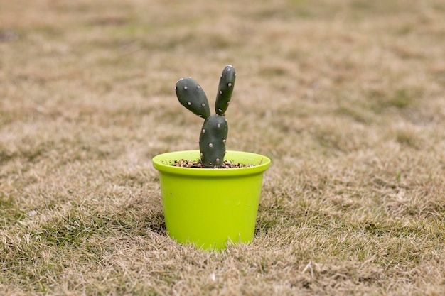 Opuntia quimilo petite plante en pot