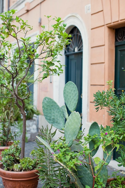 Opuntia vert et rue extérieure d'arbres