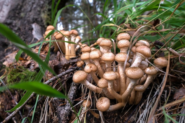 Opyat de champignons dans la forêt en gros plan d'automne.