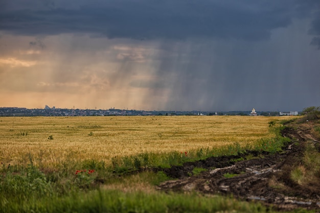 Orage sur un champ de blé jaune, une route rurale sale et des stries de pluie à l'horizon au-dessus du champ