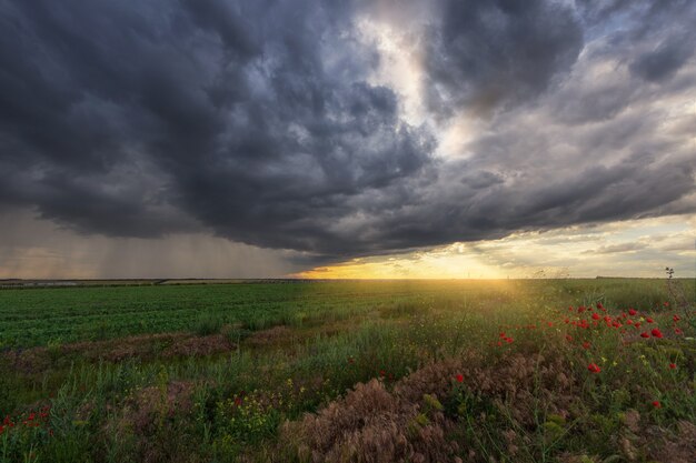 Orage Sur Un Champ Vert Avec Des Coquelicots Au Premier Plan, Des Bandes De Pluie Au Loin Et Les Rayons Du Soleil Des Nuages