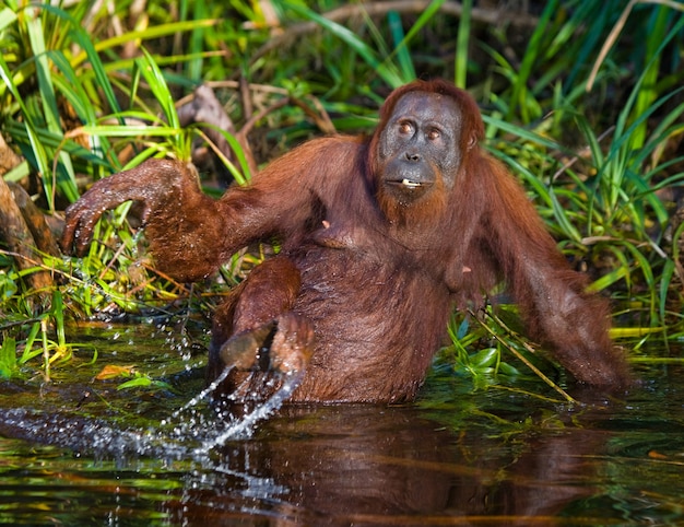 L'orang-outan boit de l'eau de la rivière dans la jungle. Indonésie. L'île de Kalimantan (Bornéo).