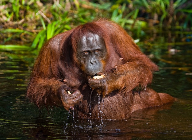 L'orang-outan boit de l'eau de la rivière dans la jungle. Indonésie. L'île de Kalimantan (Bornéo).