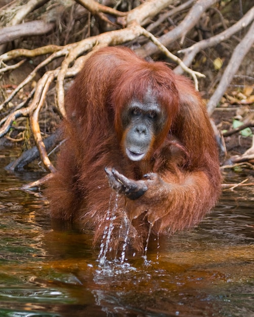 L'orang-outan boit de l'eau de la rivière dans la jungle. Indonésie. L'île de Kalimantan (Bornéo).