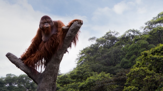 Photo un orang-outan de bornéo adulte a grimpé au sommet de l'arbre et s'est assis pour voir la forêt d'en haut lors d'une journée d'été avec un ciel bleu. pongo pygmaeus