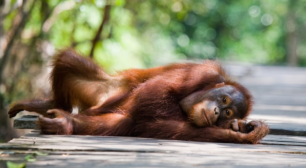 L'orang-outan est allongé sur une plate-forme en bois dans la jungle. Indonésie. L'île de Kalimantan (Bornéo).