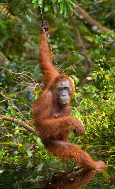 Orang-outan à l'état sauvage. Indonésie. L'île de Kalimantan (Bornéo).