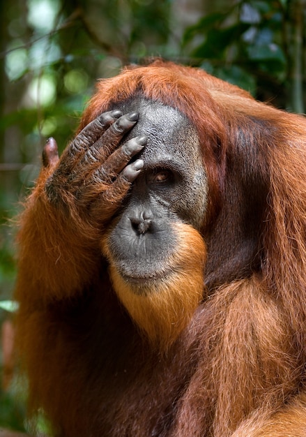 Orang-outan à l'état sauvage. Indonésie. L'île de Kalimantan (Bornéo).