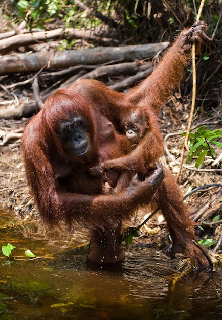 Orang-outan femelle avec un bébé à l'état sauvage. Indonésie. L'île de Kalimantan (Bornéo).
