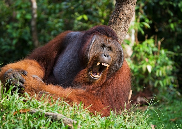 L'orang-outan mâle dominant bâille. Indonésie. L'île de Kalimantan (Bornéo).