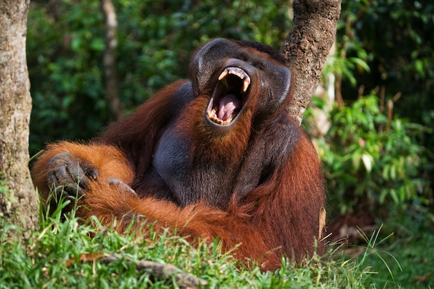 L'orang-outan mâle dominant bâille. Indonésie. L'île de Kalimantan (Bornéo).