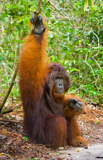 L'orang-outan mâle dominant est assis sur le sol. Indonésie. L'île de Kalimantan (Bornéo).