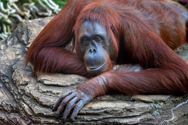 Photo orang-outan ou pongo pygmaeus se trouve sur une pierre