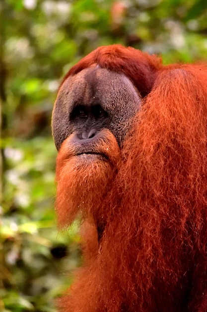 Photo un orang-outan de sumatra mâle dans le parc national de gunung leuser en indonésie