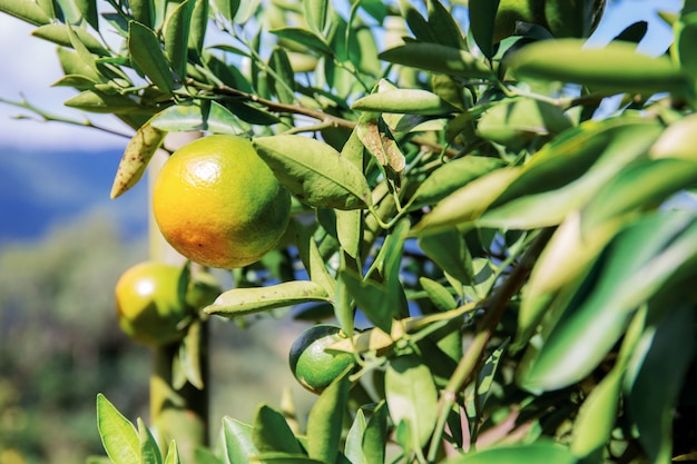 Orange sur un arbre dans la ferme.