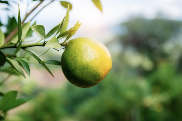 Orange sur l'arbre à la ferme pendant la journée