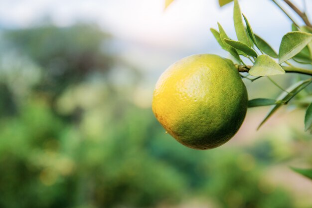 Orange sur arbre avec fond naturel.