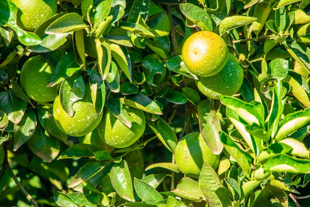 Orange sur l'arbre, plantation de fruits.