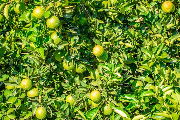 Orange sur l'arbre, plantation de fruits.