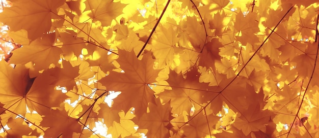 orange automne feuilles tombantes automne fond jaune branches érable