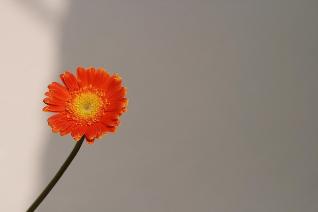 Orange Barbeton Daisy ou Gerbera jamesonii avec ombre sur le fond.