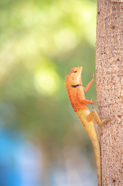 Orange caméléon sur un arbre Feuilles floues de fond.