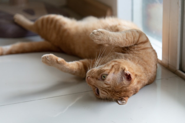 Orange chat mignon dort sur le sol