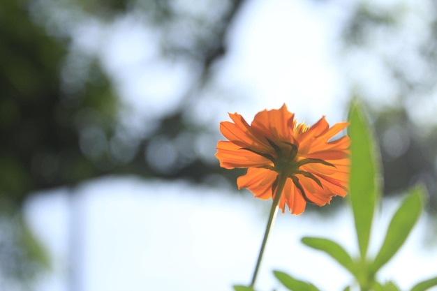 Orange Cosmos prendre d'en haut avec fond bokeh