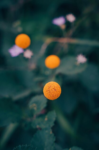 une orange dans le jardin est un signe qui dit "non"