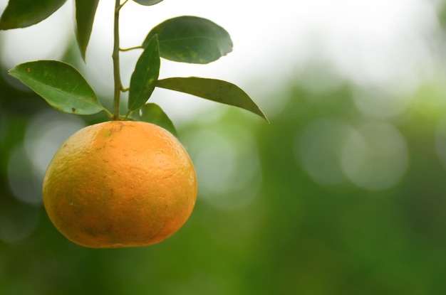 orange fraîche sur l'arbre